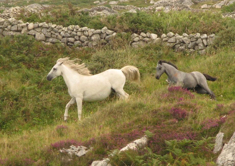 Connemara-Ponys