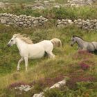 Connemara-Ponys