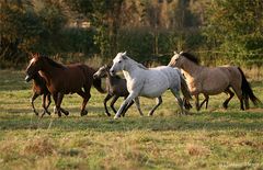 Connemara-Pony´s