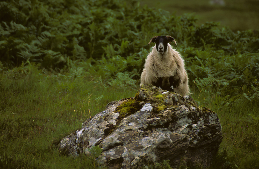 Conner McSheep of the Clan of McSheep