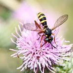 Conops quadrifasciatus