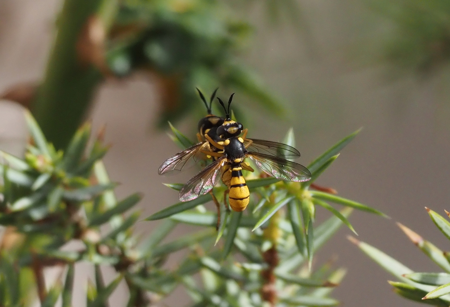 Conops quadrifasciatus m+w