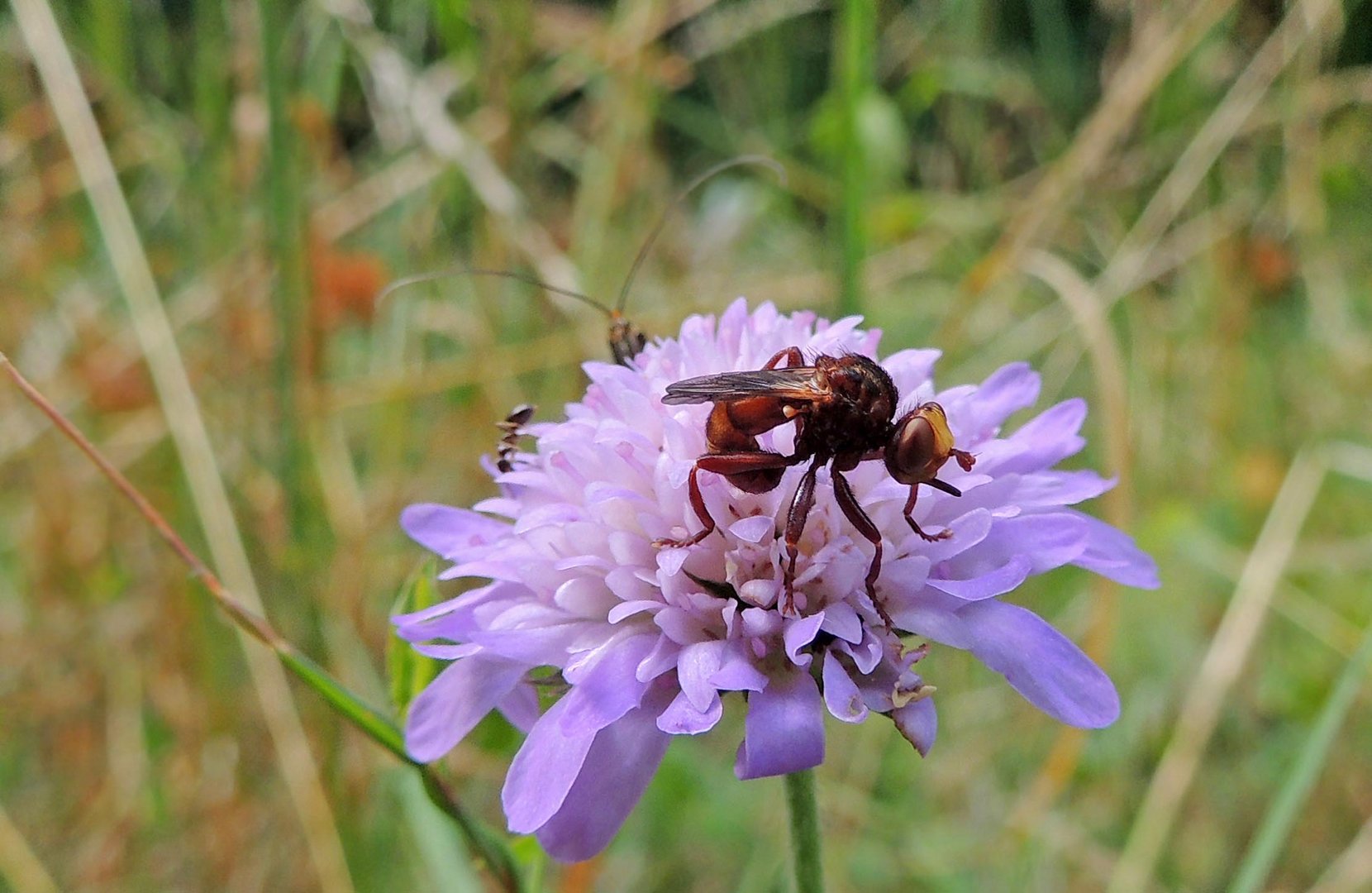 Conops  Sicus ferrugineux