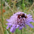 Conops  Sicus ferrugineux