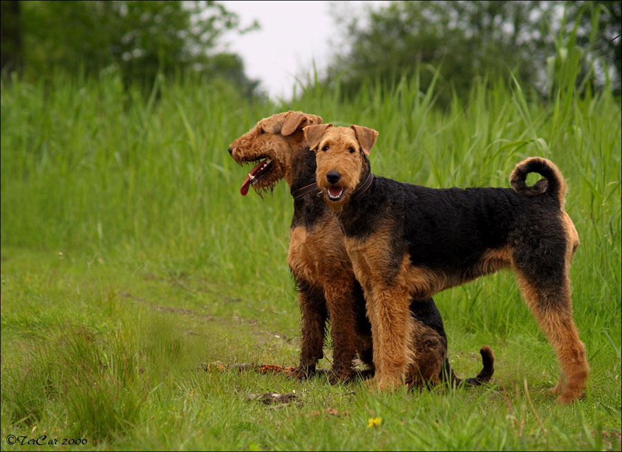 Conrad und Amanda