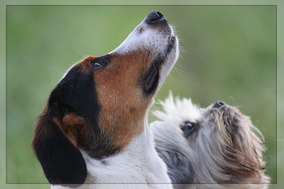 Conrad und Oscar