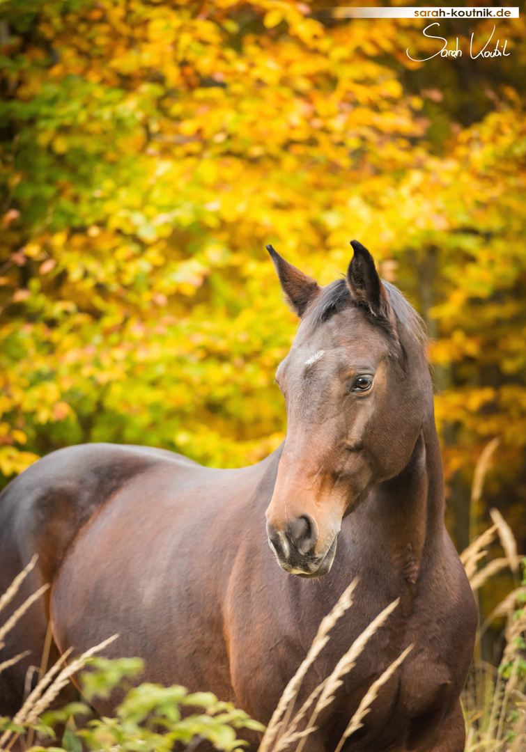 Conrose im Herbst