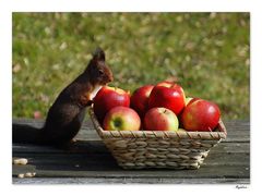 Conseil santé  1: une pomme par jour