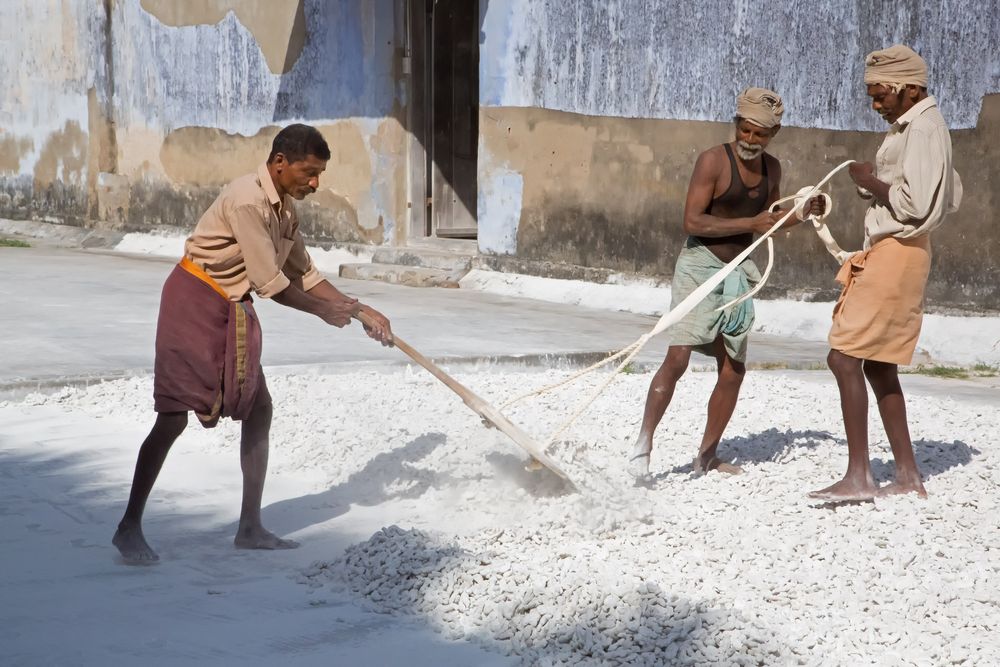 Conservation du gingembre