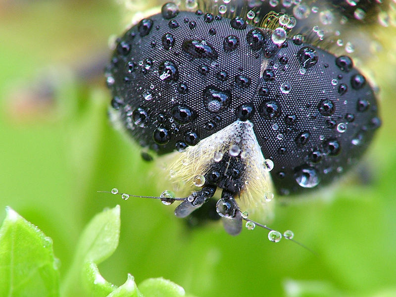 Conservatory Bee ?