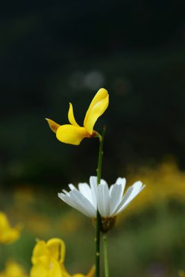 Consociazione floreale 1