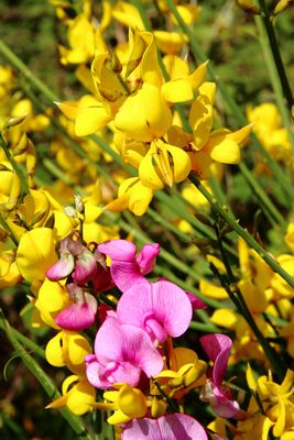 Consociazione floreale 2