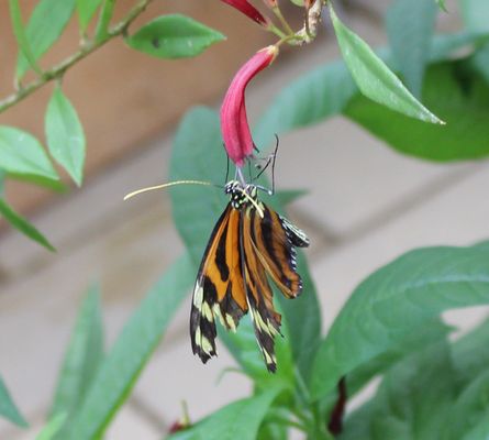 Consul fabius ist es nicht sondern ein Heliconius ismenius telchinia