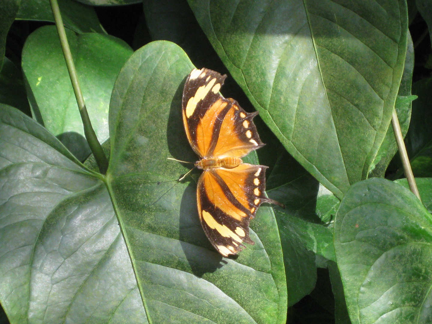 Consul fabius ( tiger leafwing)