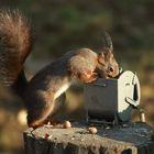 Container-Hörnchen ...