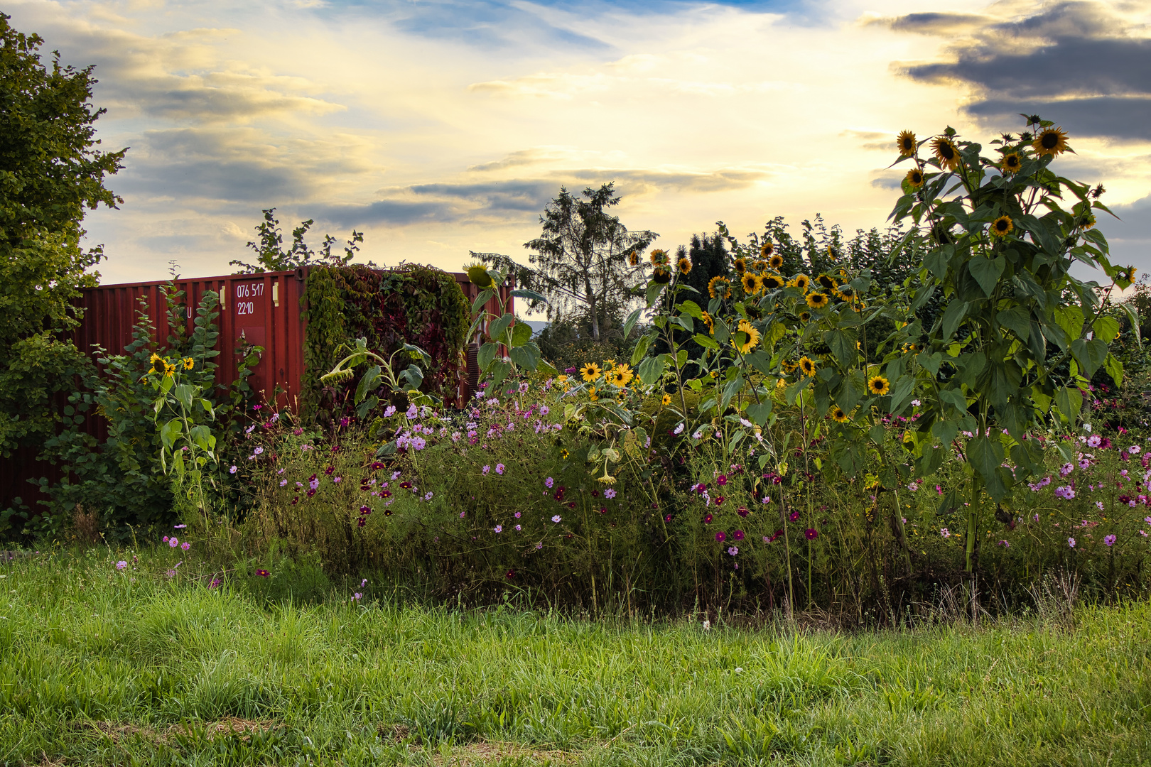 Container mit Sonnenblumen