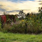 Container mit Sonnenblumen