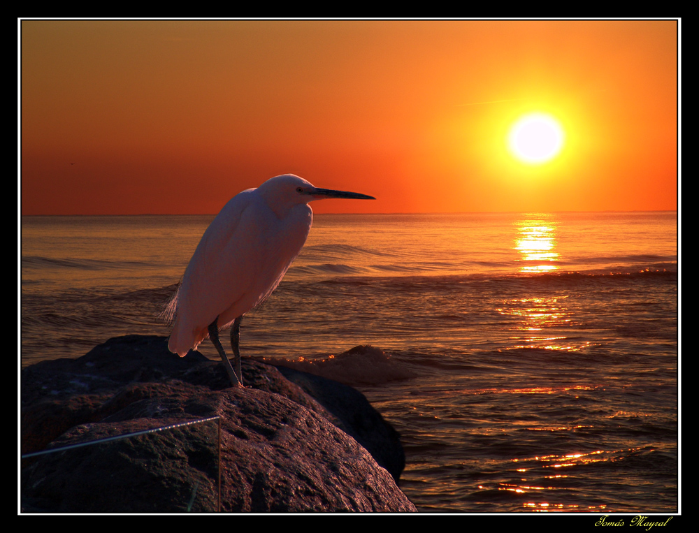 Contemplando el Ocaso