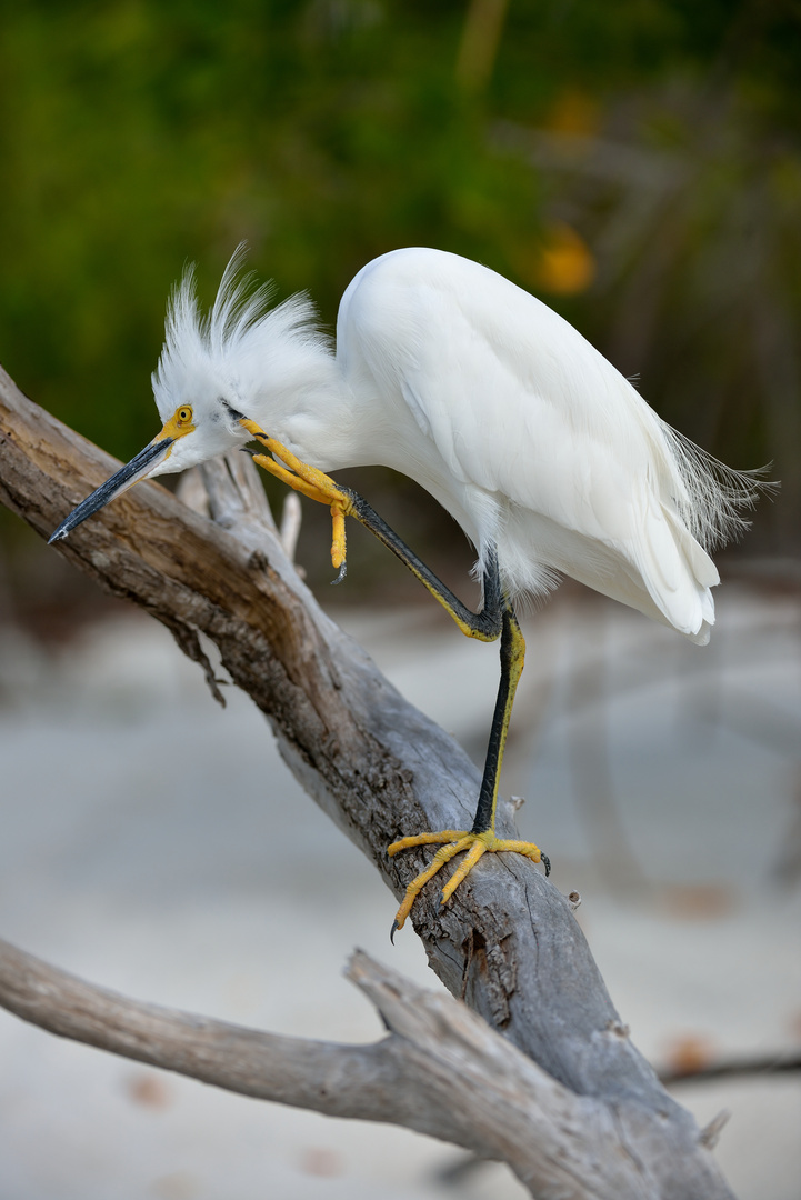 Contemplative Snowy Egret / Nachdenklicher Schmuckreiher