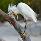 Contemplative Snowy Egret / Nachdenklicher Schmuckreiher