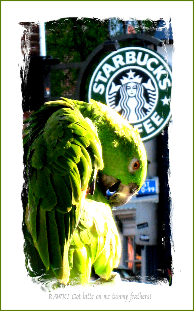 Contented Caffeinated Parrot