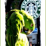 Contented Caffeinated Parrot