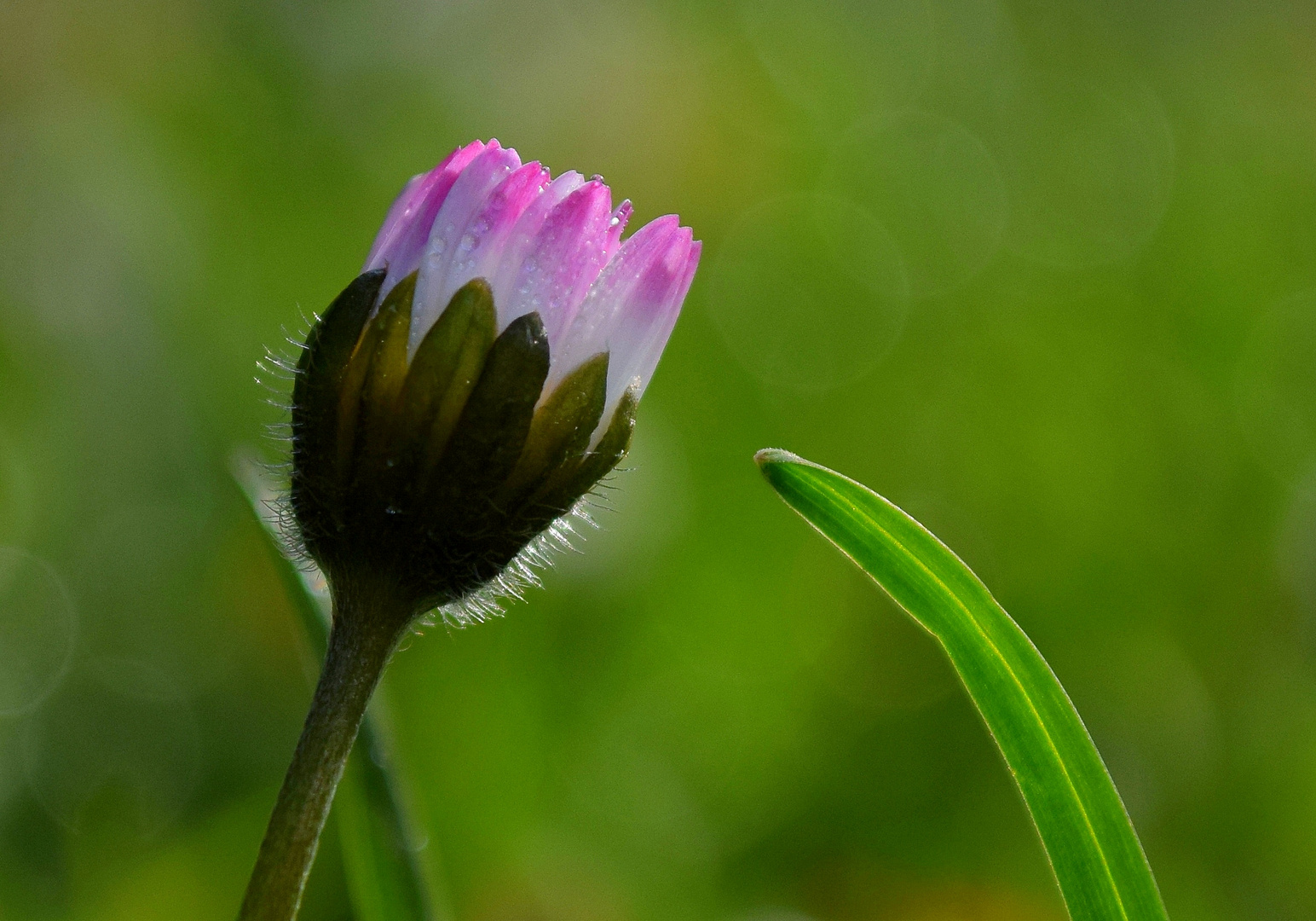 Conter fleurette ! Je t'aime, un peu, beaucoup, passionnément ...