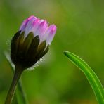 Conter fleurette ! Je t'aime, un peu, beaucoup, passionnément ...