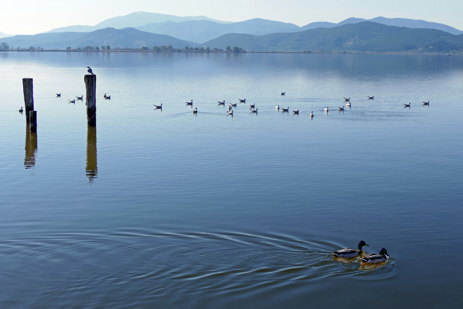 conter fleurette ....sur le lac Puccini!