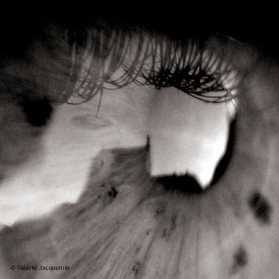 "Continent à la dérive" Bashung