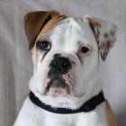 Continental Bulldog Hündin (4 Monate)