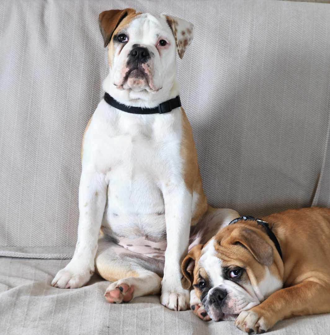 Continental Bulldog Hündin (4 Monate) und Rüde (14 Wochen)