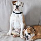 Continental Bulldog Hündin (4 Monate) und Rüde (14 Wochen)