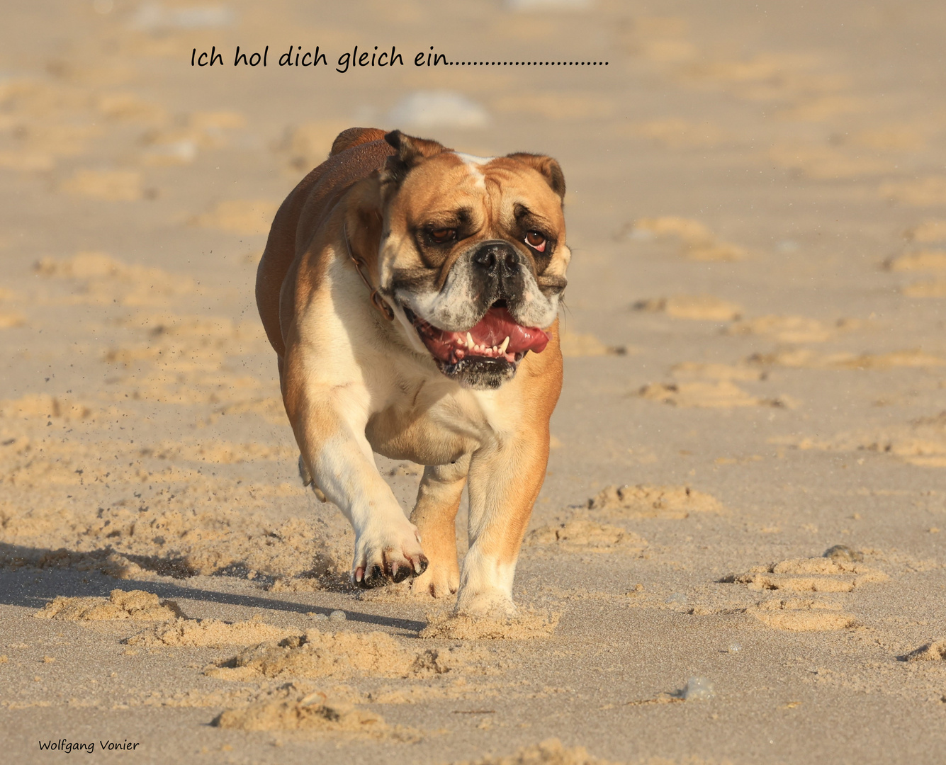 Continental Bulldog Hündin beim Joggen auf Sylt,