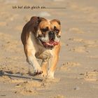 Continental Bulldog Hündin beim Joggen auf Sylt,