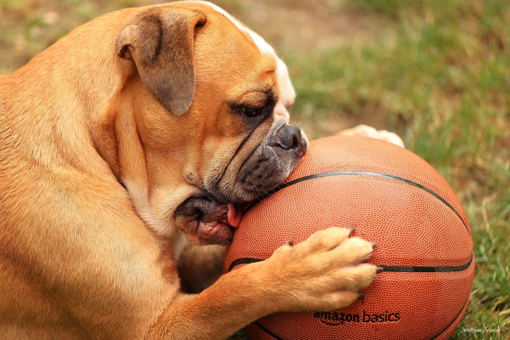 Continental Bulldog Illos  das ist mein Ball