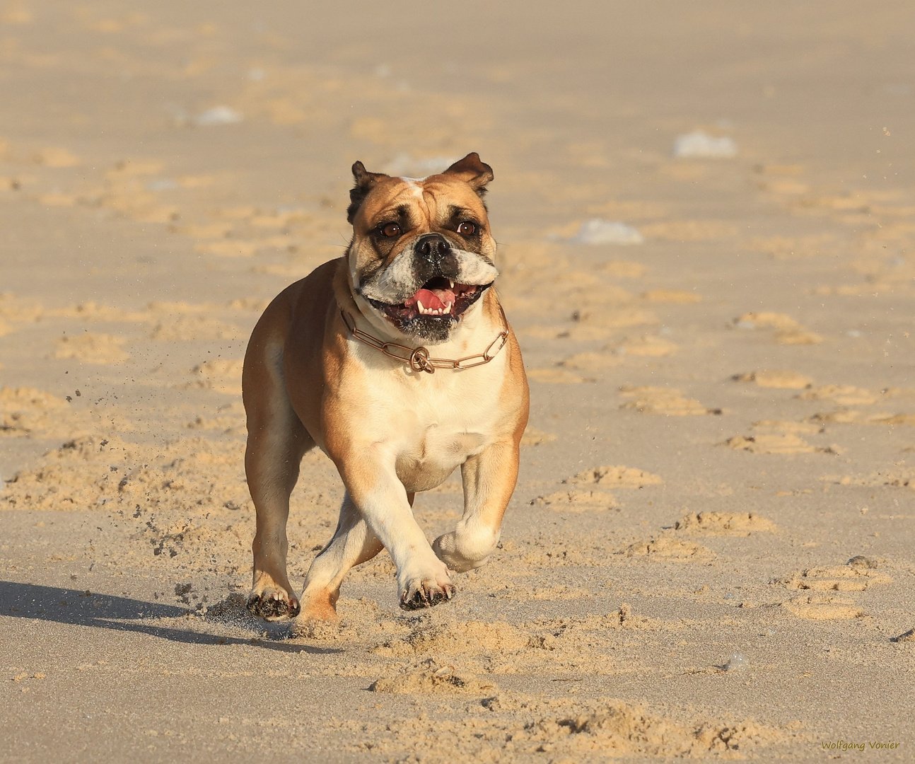 Continental Bulldogge