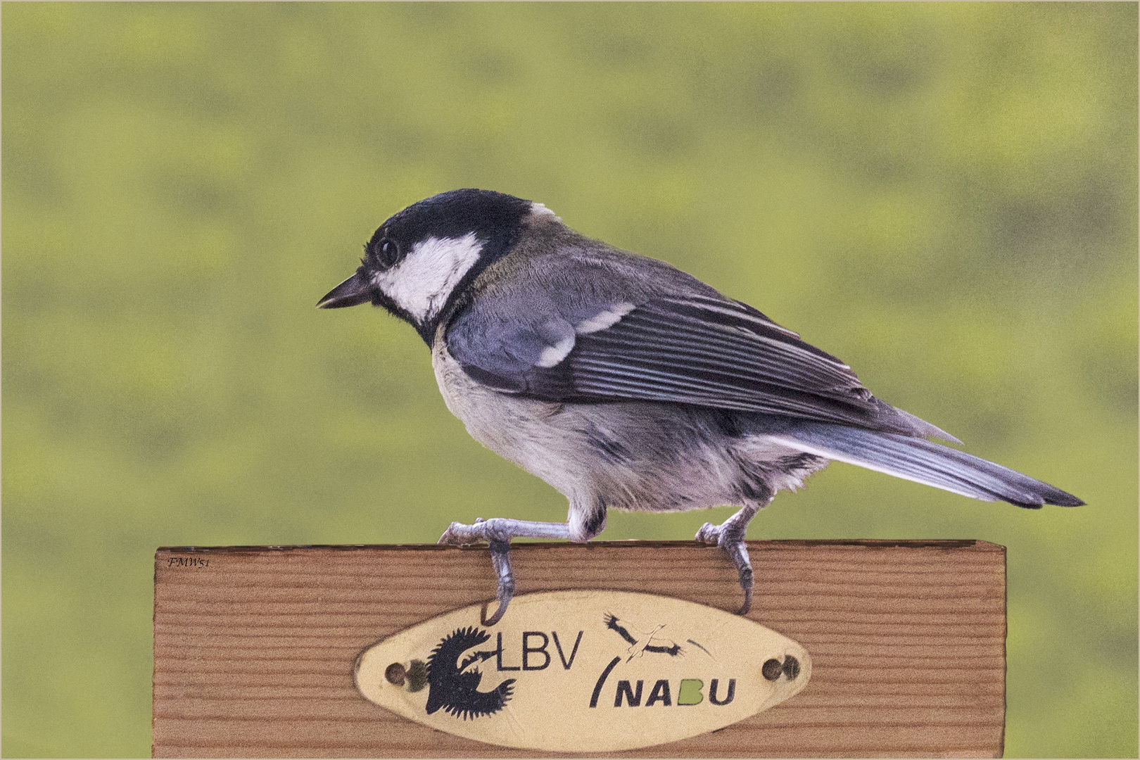 Continental coal tit