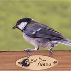 Continental coal tit