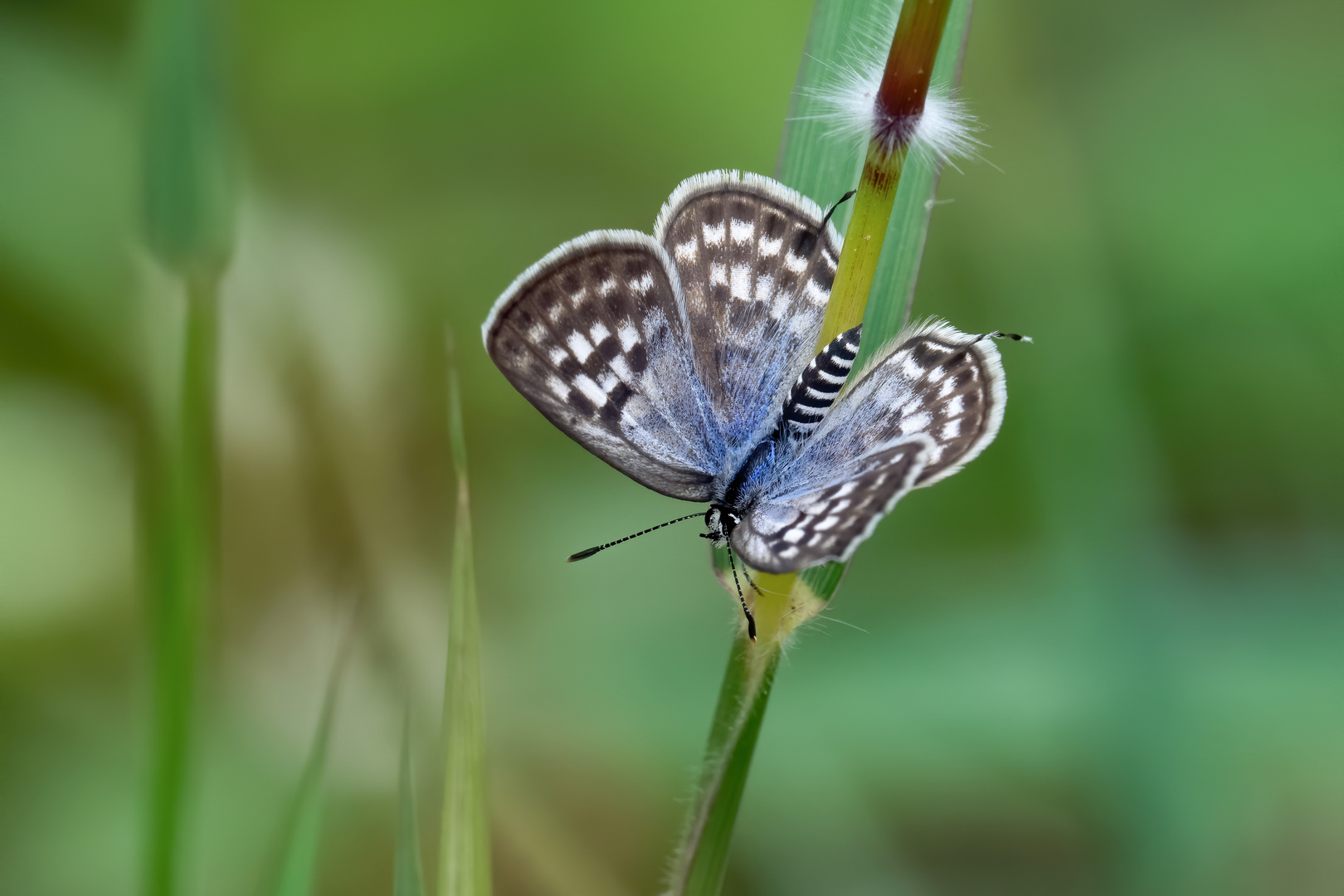 Continental Common Pierrot