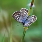 Continental Common Pierrot