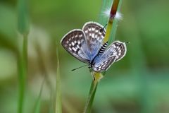 Continental Common Pierrot