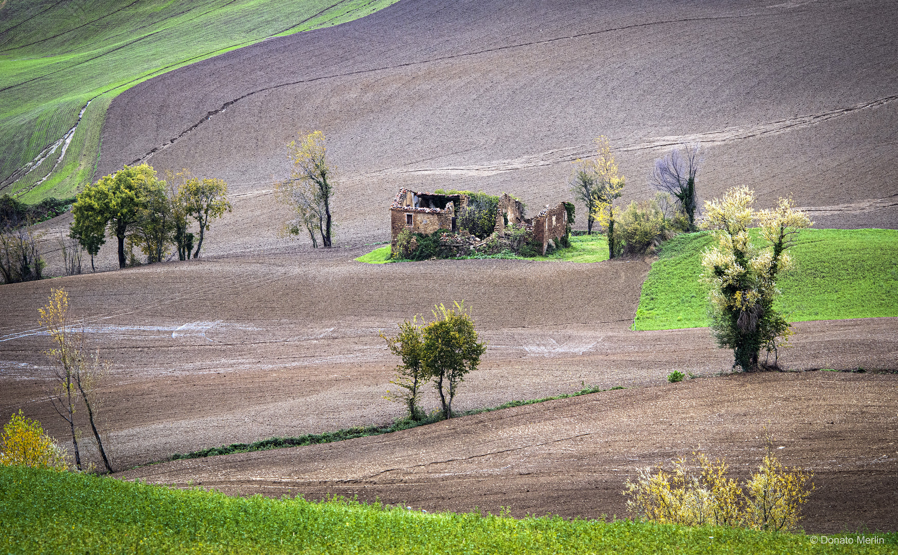 Contorni verdi