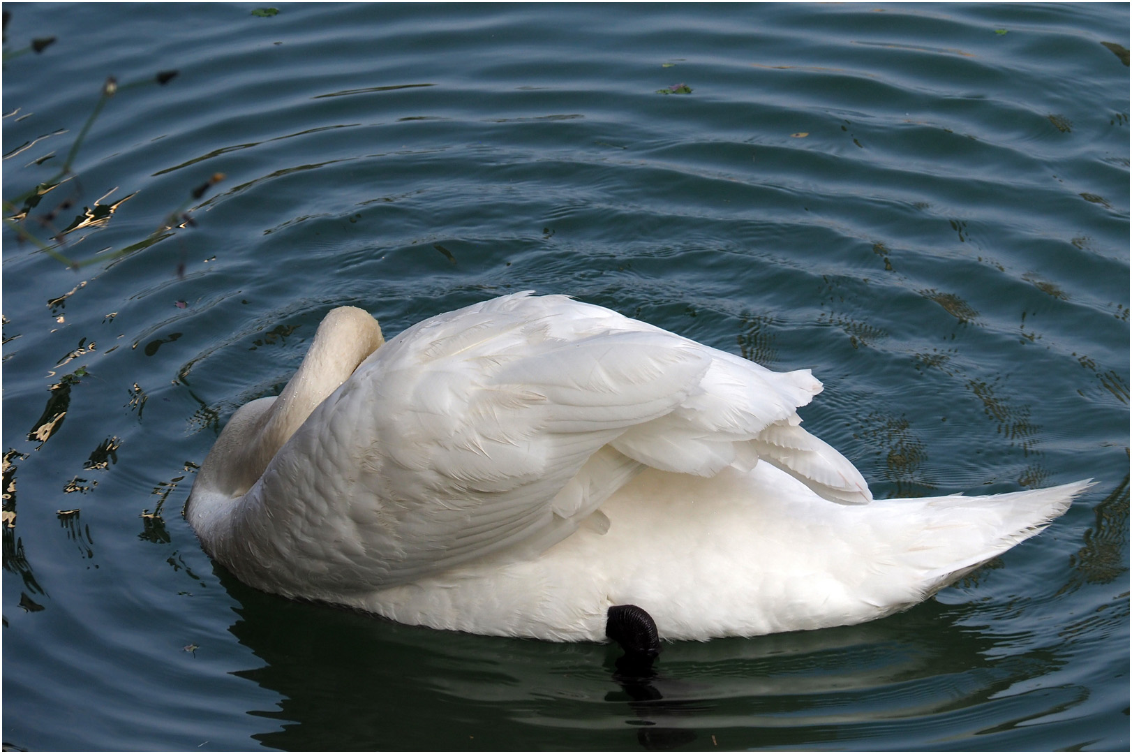 Contorsion sur le lac