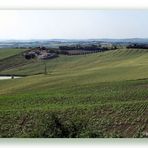 Contrada Picciano in Primavera