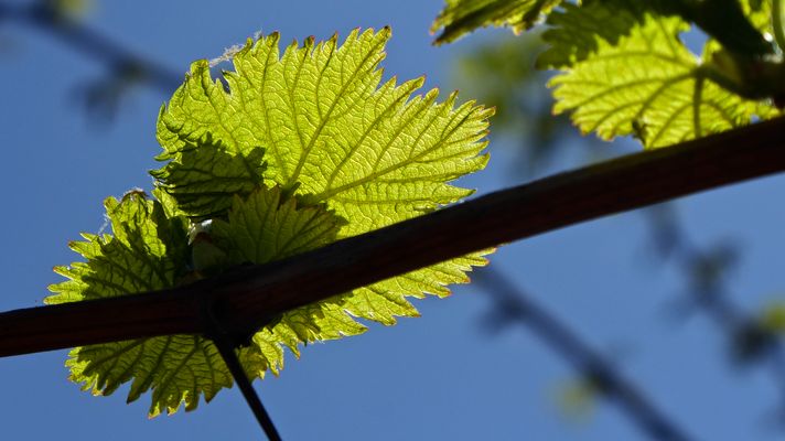 Contraluz primaveral -2