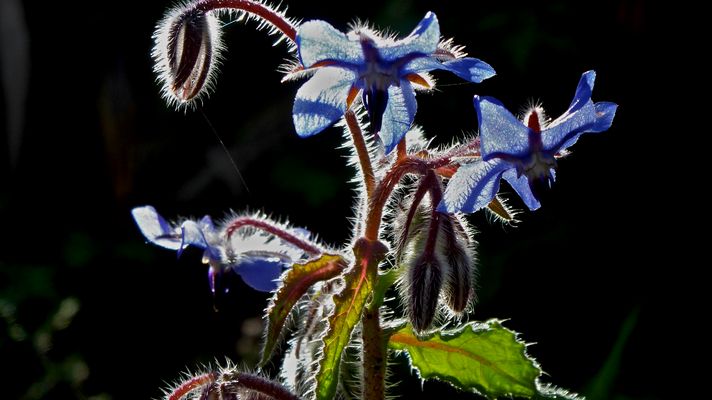 Contraluz primaveral -3