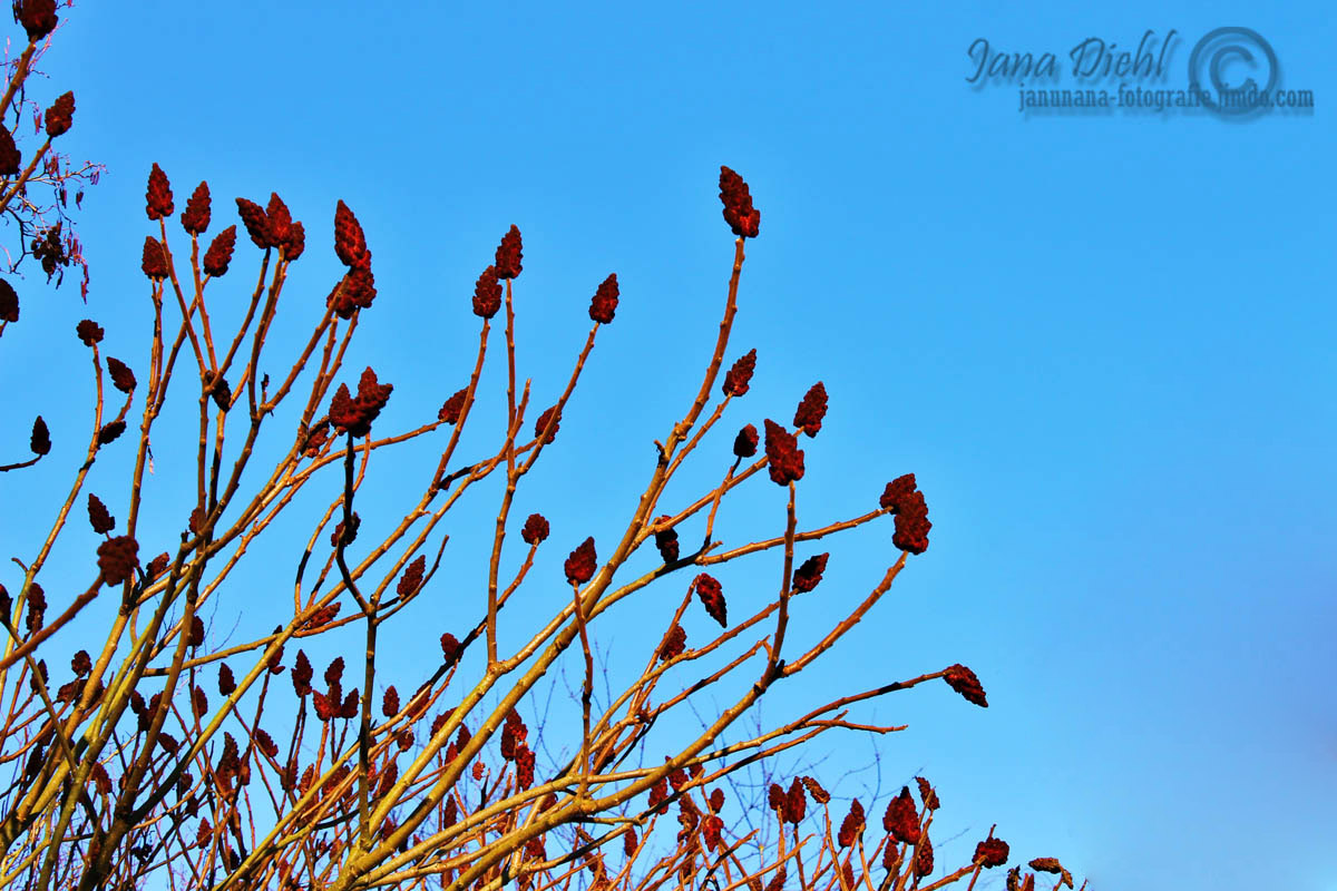 Contrast-Tree