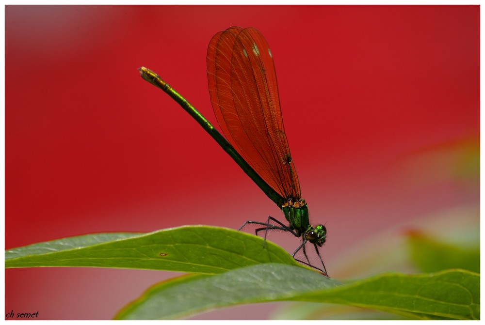 contraste de couleurs