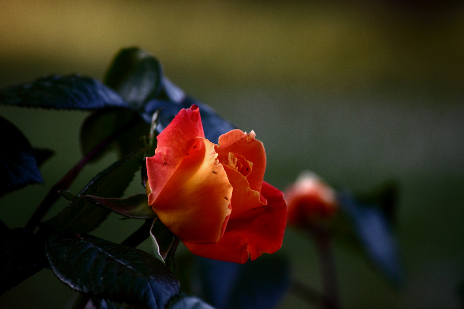 Contraste de lumiere sur rose...